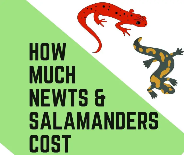 How Much Do Salamanders Cost?+ Tank And Accessories