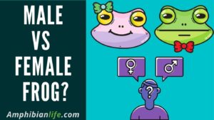 Top 20 Differences in Male Frog and Female Frog.