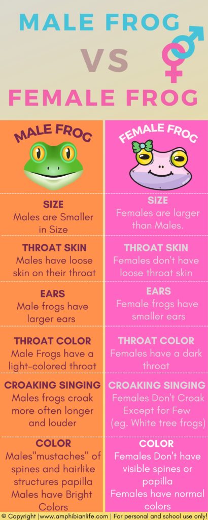 Male Frog Vs Female Frogs differences
