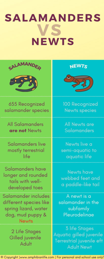 Salamanders and newts infographic