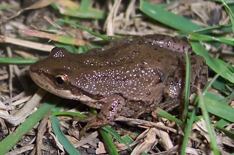 Western Chorus Frog (Pseudacris Triseriata)
