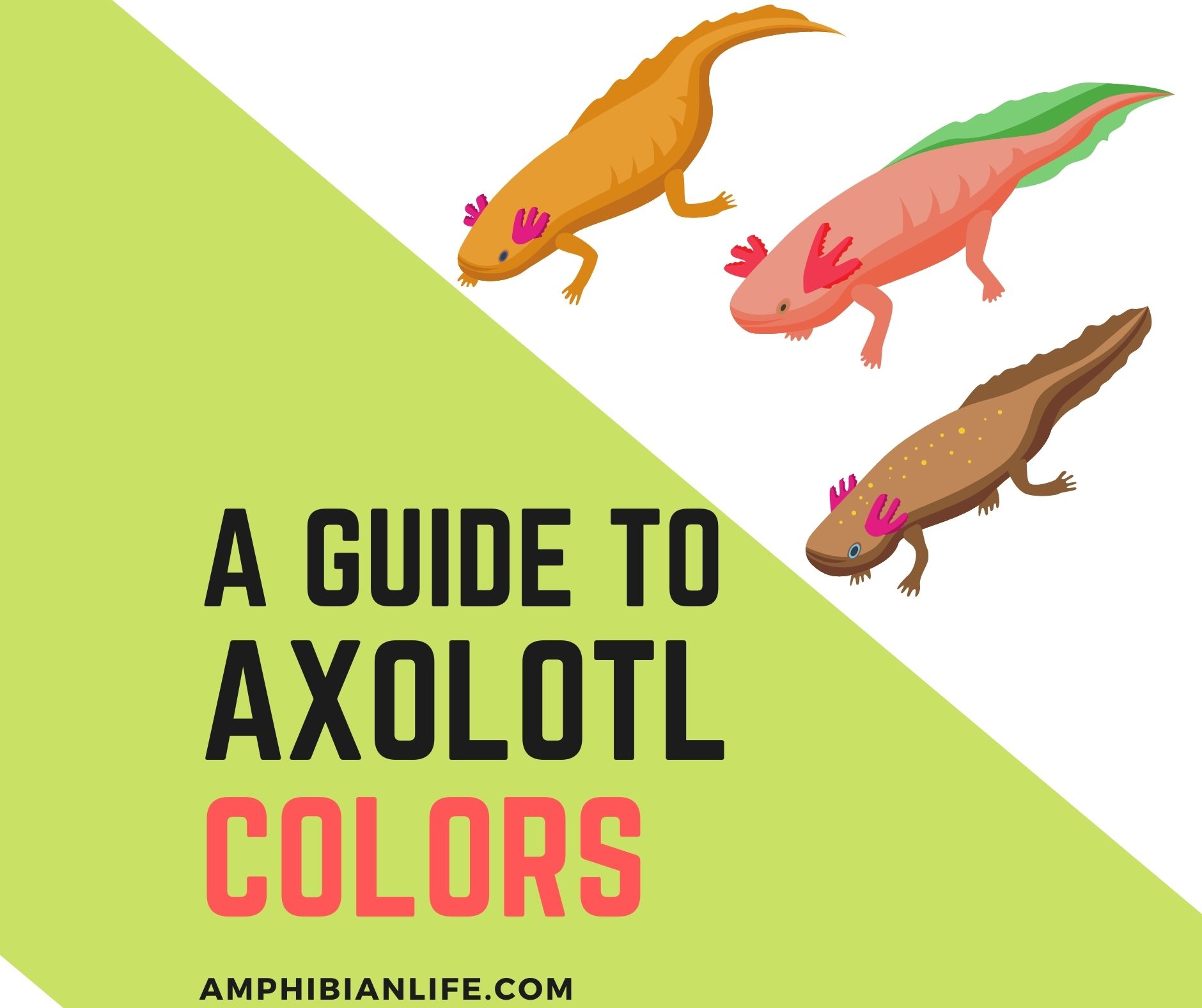 Axolotl Morphs Chart
