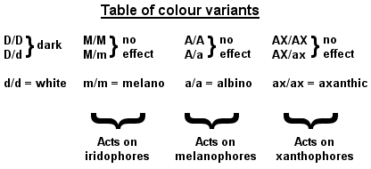 Genetics Behind Axolotl Colors- table of color variants