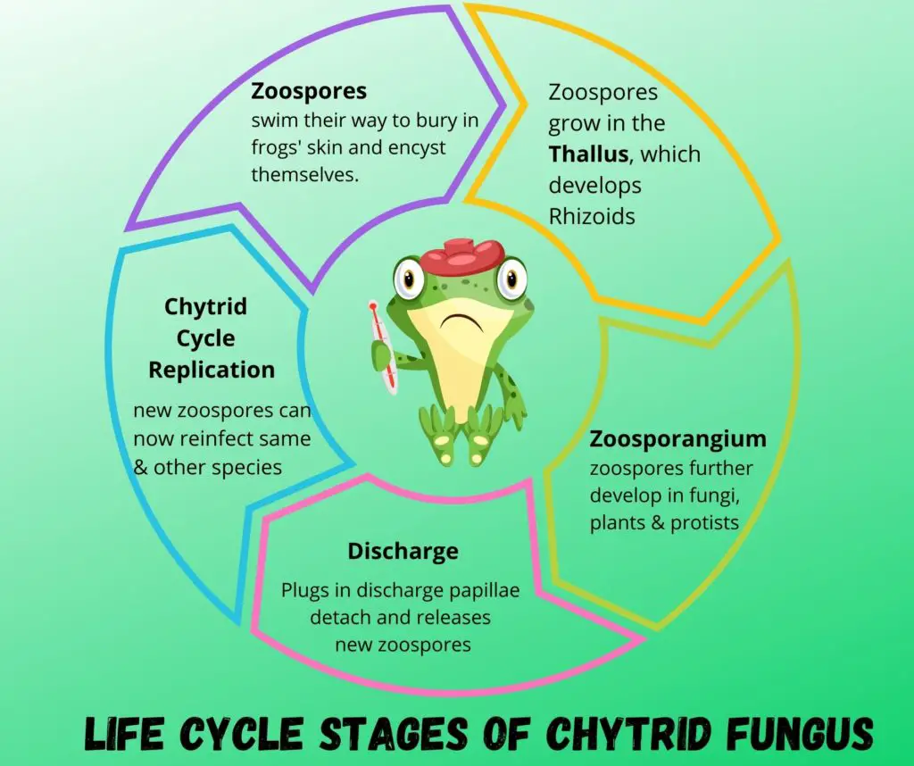 Life Cycle of Chytrid Fungus in Amphibians:
