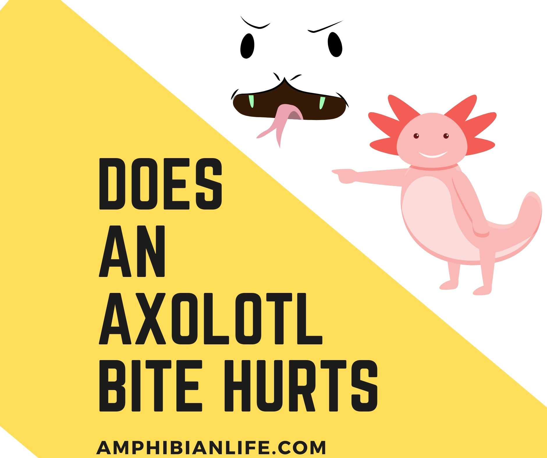 do axolotl bite hurts