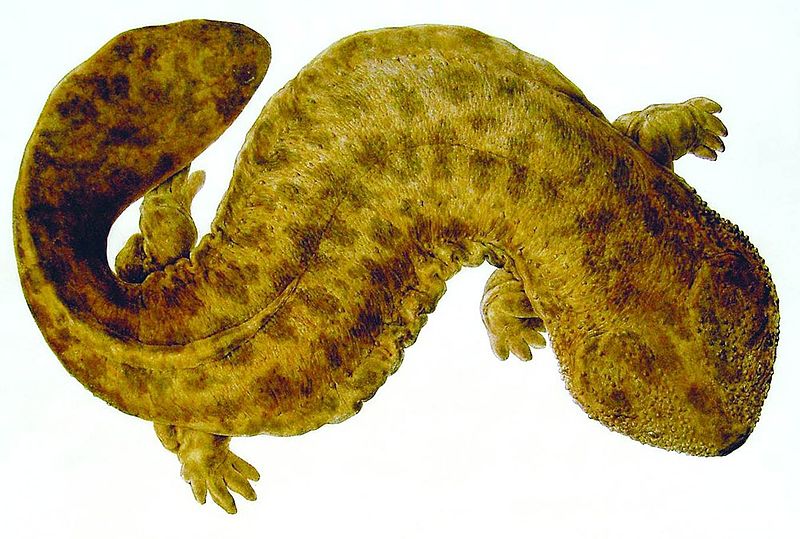 Japanese Giant Salamander facts for kids