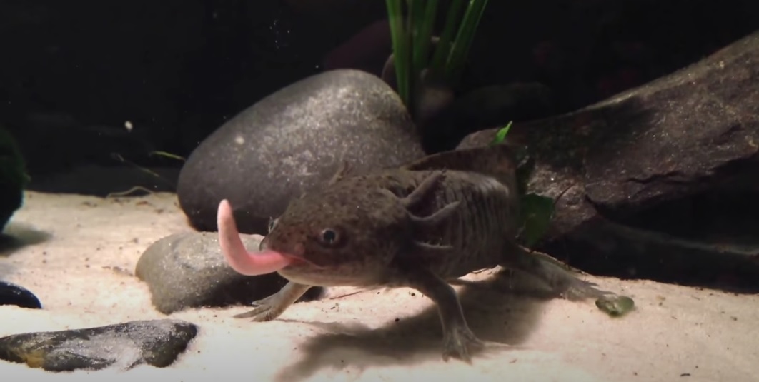 How Much To Feed Axolotl?+ How often to feed? Amphibian Life