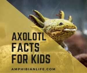 Top 50 Amazing Axolotl Facts for Kids