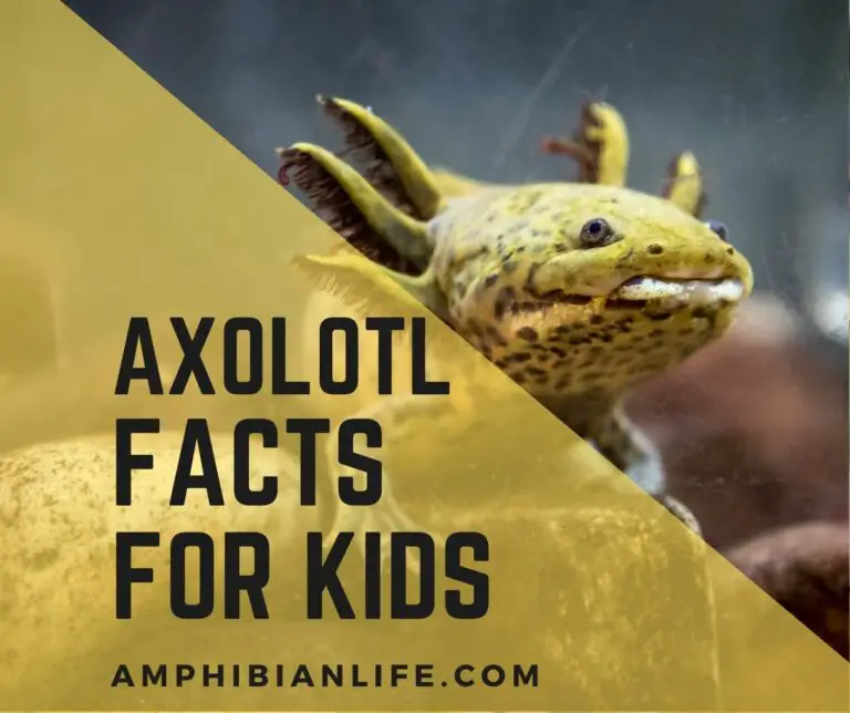Top 50 Amazing Axolotl Facts for Kids