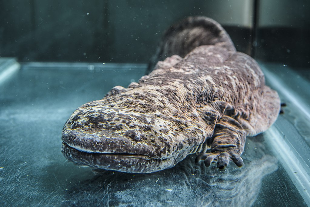 Chinese Giant salamanders facts for kids