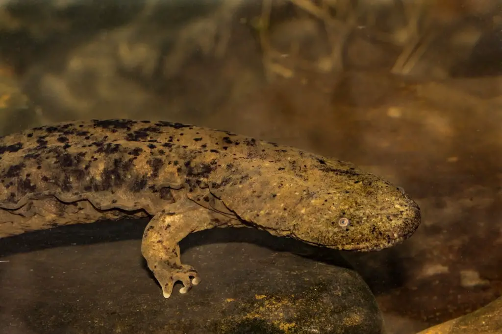 American Giant Salamander Facts For Kids