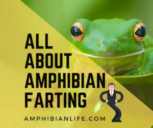 Do all frogs fart