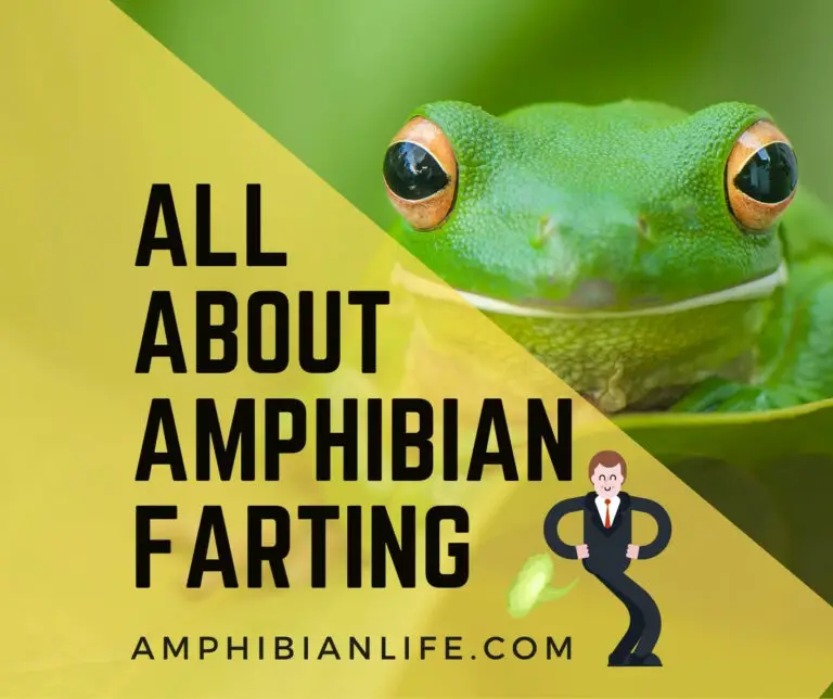 Do Frogs fart? All About Amphibian Farting