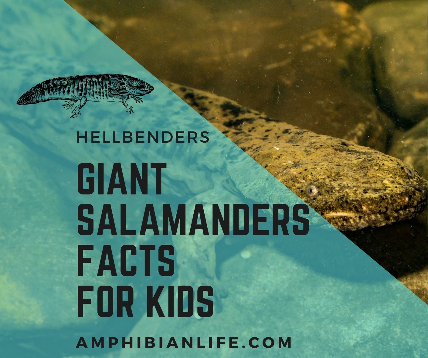 giant salamander facts for kids