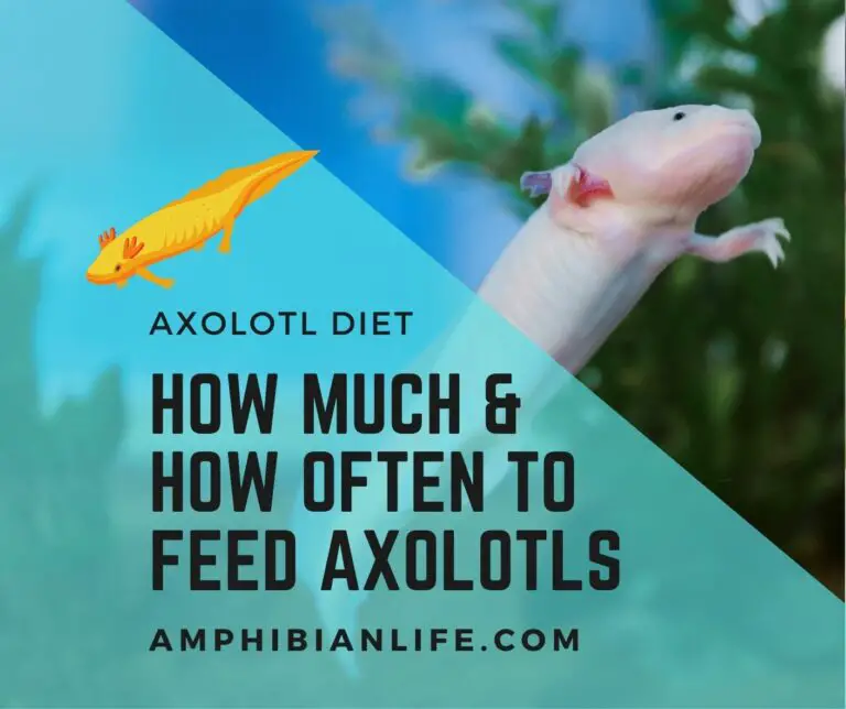 How Much To Feed Axolotl?+ How often to feed?