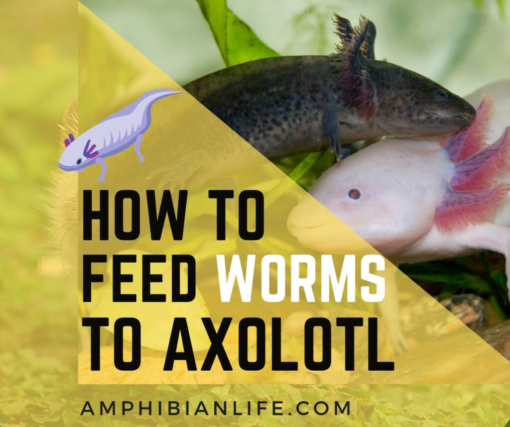 how to feed worms to axolotl