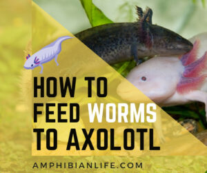 How to Feed Worms to Axolotl? A Guide to Worm Farming!