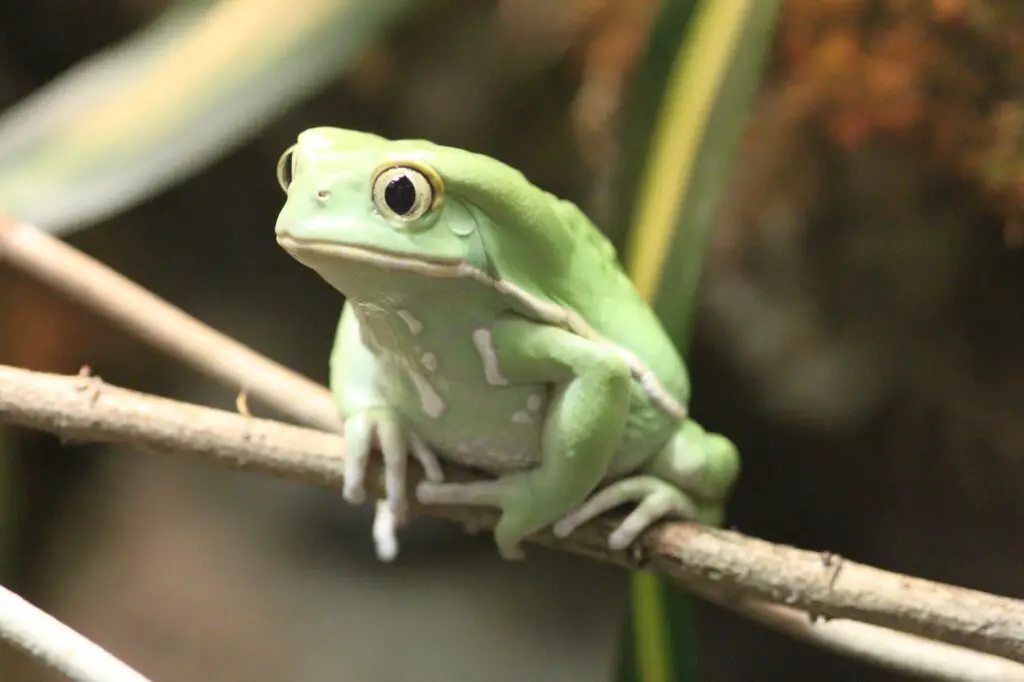 waxy monkey leaf frog