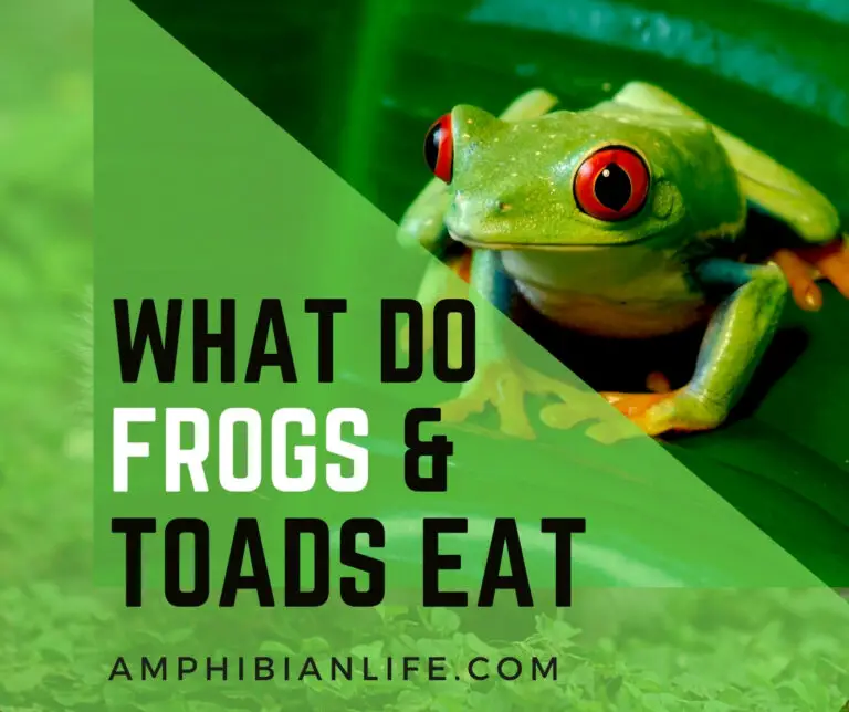 What Do Frogs Eat? What Can I Feed A Frog?