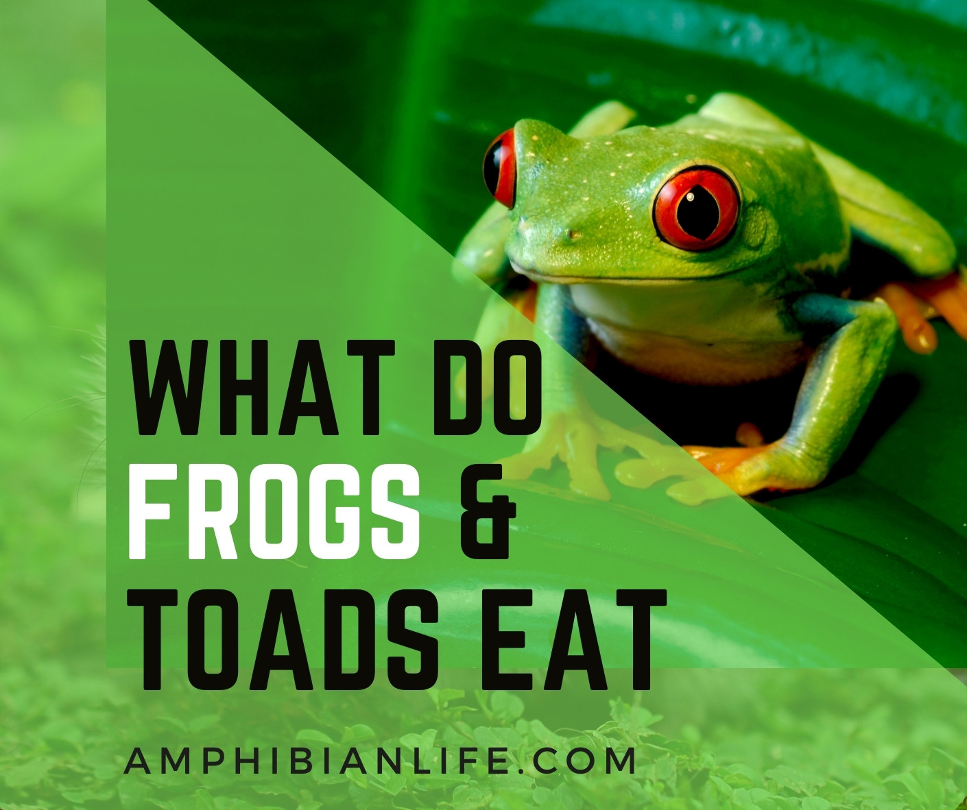 what do frogs and toads eat