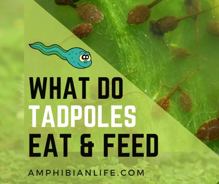 What do Tadpoles eat?+ What to feed Tadpoles.