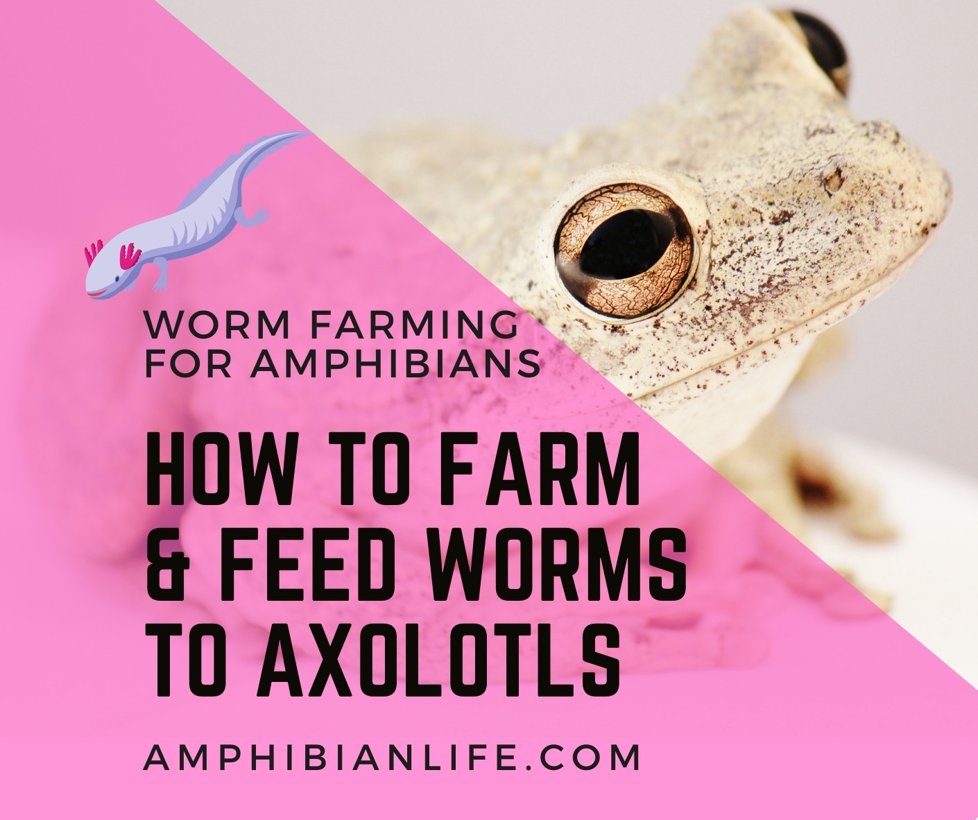How to Feed Worms to Axolotl? A Guide to Worm Farming! Amphibian Life