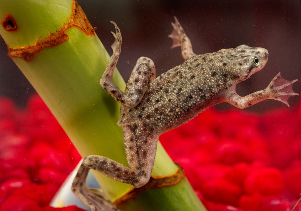 Tips for Finding Aquatic Frogs -Dwarf Frog