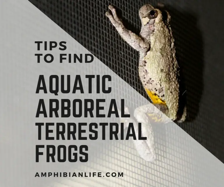 12 Tips for Finding Frogs Aquatic, Terrestrial and Arboreal