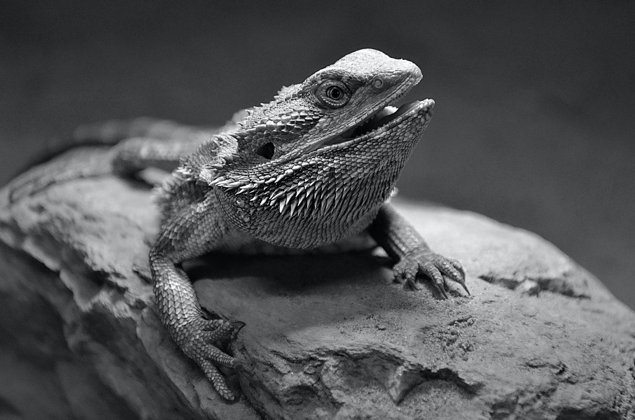 600+ Cute, Funny Pet Bearded Dragon Names Amphibian Life