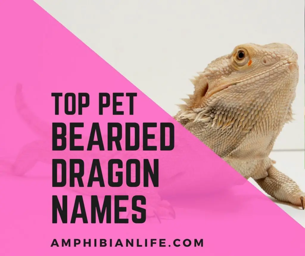 best pet bearded dragon names