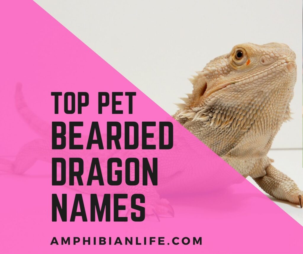 600+ Cute, Funny Pet Bearded Dragon Names Amphibian Life