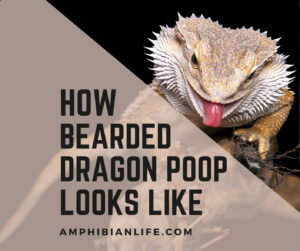 What Does A Bearded Dragon Poop Look Like?+ Pictures