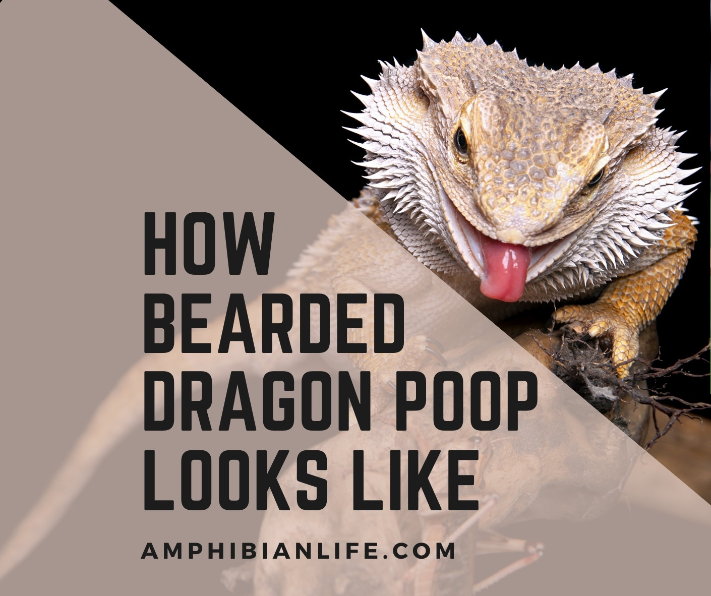 How bearded dragon poop looks like