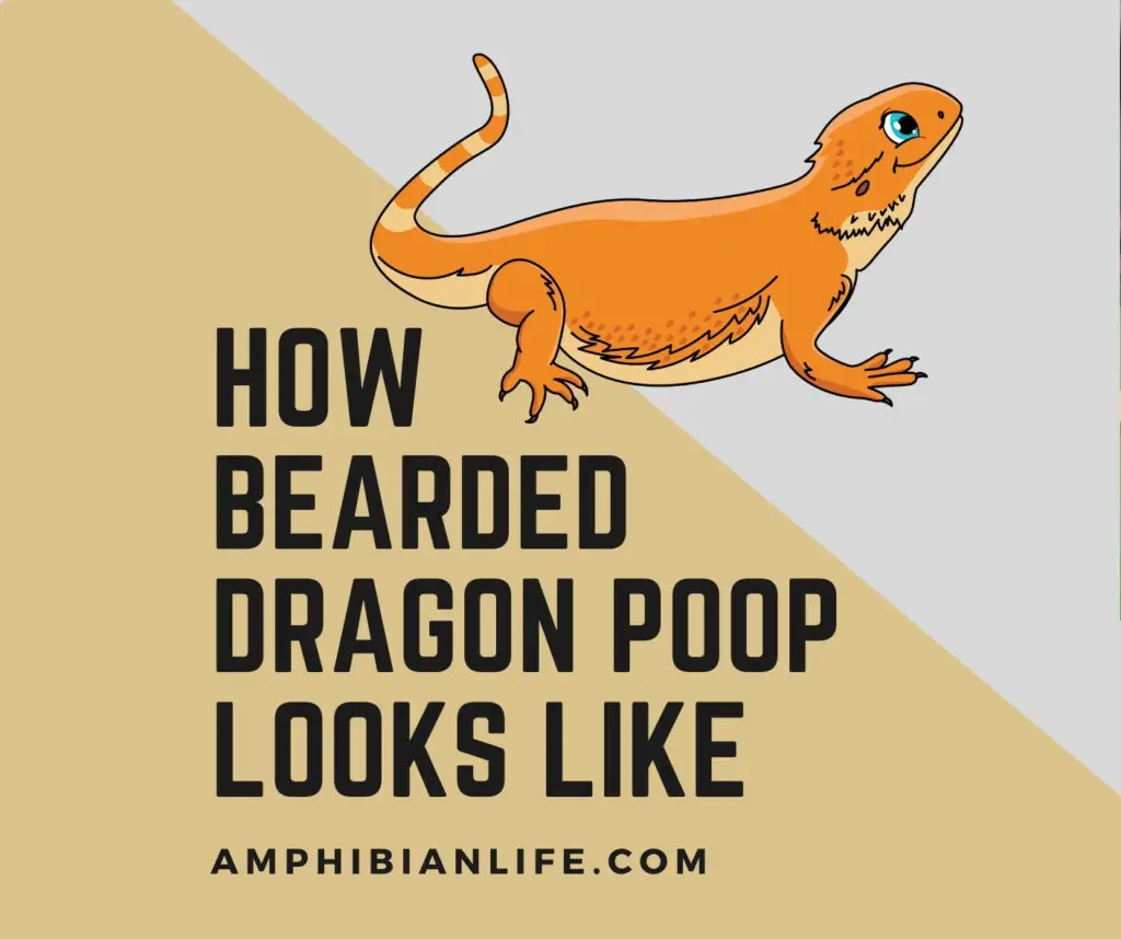 How bearded dragon droppings looks like