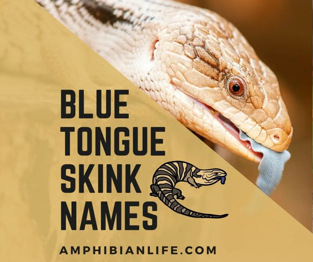 Cute and Funny blue tongue skink names