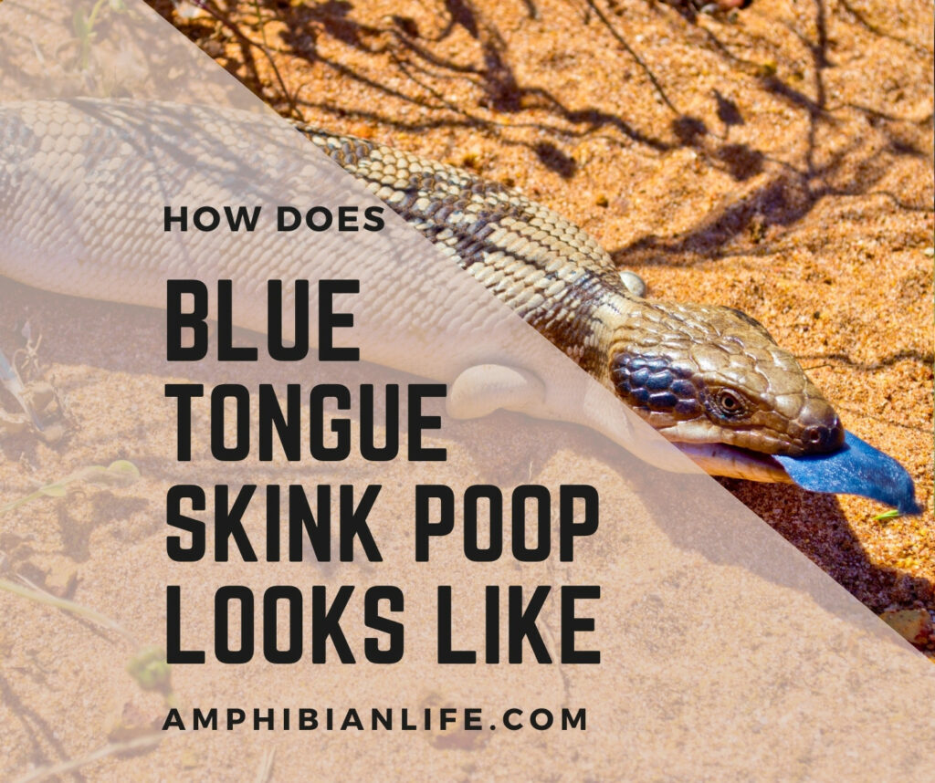 How Blue Tongue Skink Poop Look Like?