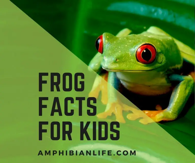 Top 100 Amazing Frog Facts for Kids