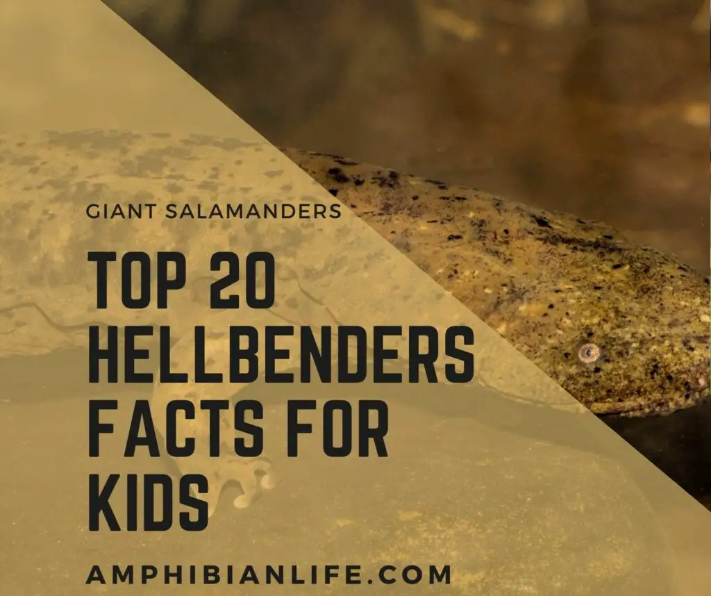 hellbenders facts for kids