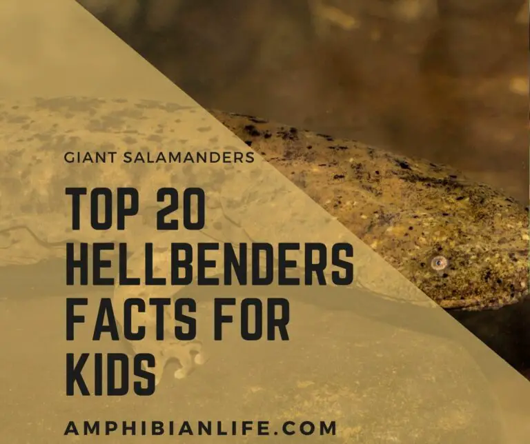 Top 30 Surprising Hellbenders Facts For Kids