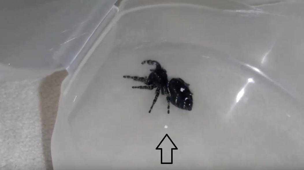 What Does Spider Poop Look Like?+Pictures Amphibian Life