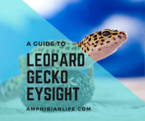 How Good Is Leopard Gecko Eyesight? 10 Quick Facts