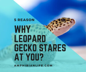 5 Reasons Why Leopard Gecko Stares At You?