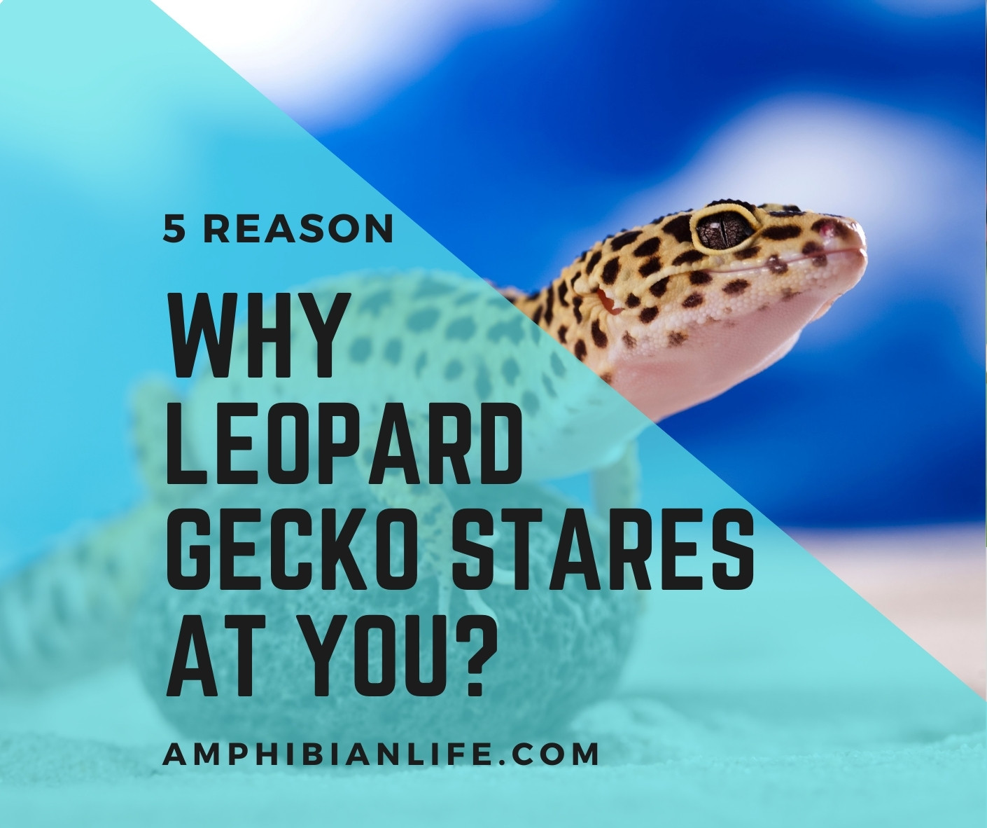 why leopard gecko stares at you