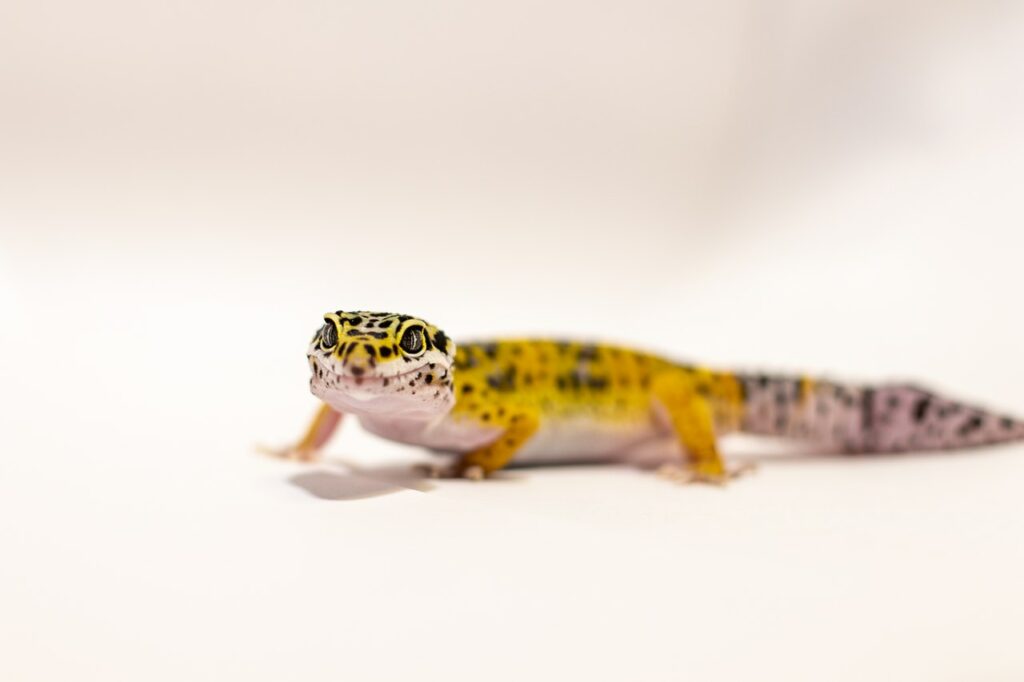Reasons Why Leopard Gecko stares at you?