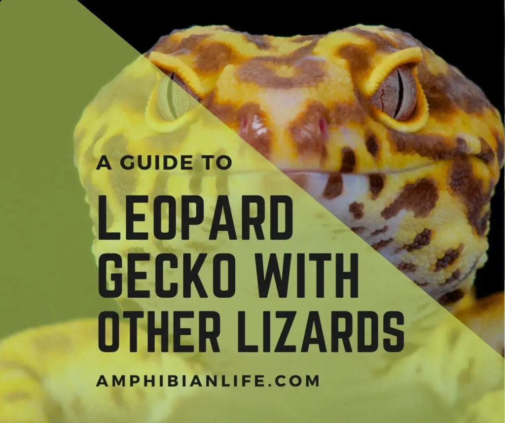 leopard gecko with other lizards