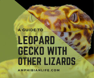 Can Leopard Gecko Live With Other Lizards?+ Which Ones