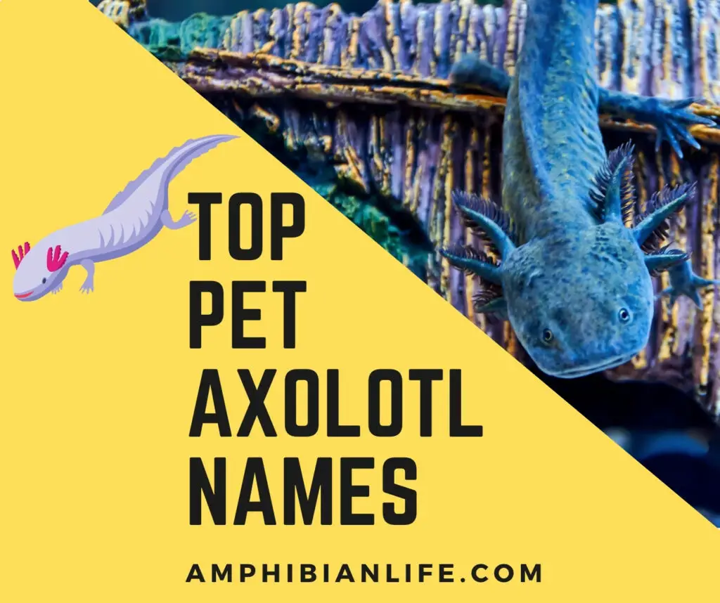 Amazing pet axolotl names