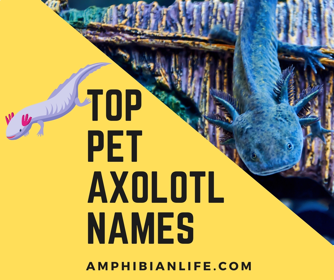 Cool Names for the Axolotl in Adopt Me!