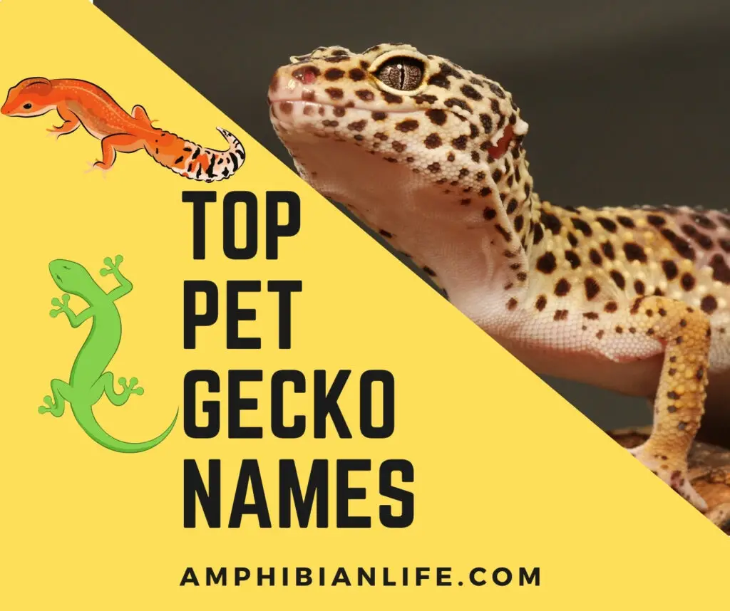 Best Pet Gecko Names