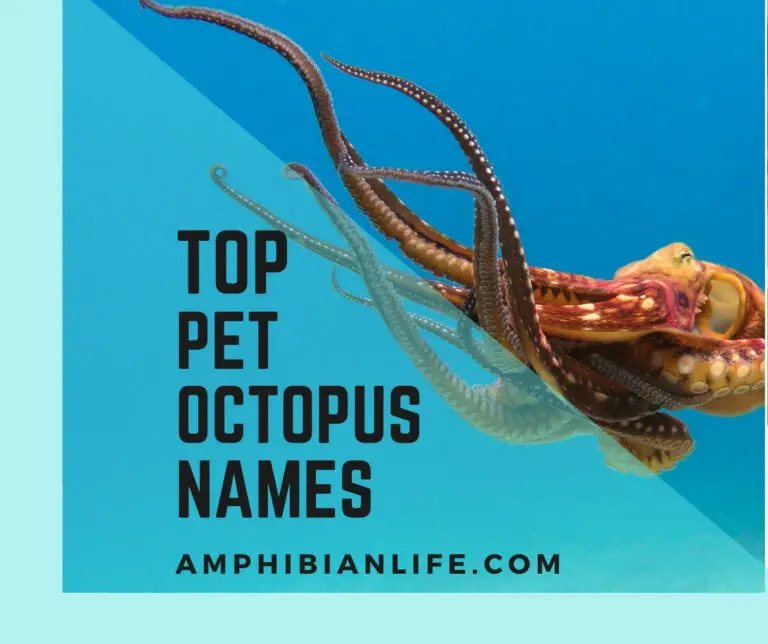 400+ Clever, Famous and Unique Pet Octopus Names
